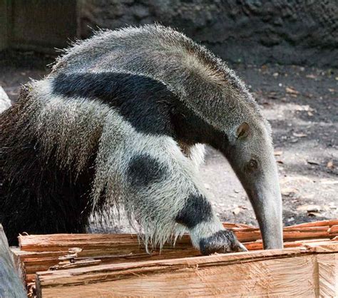 Anteater | Animal Wildlife