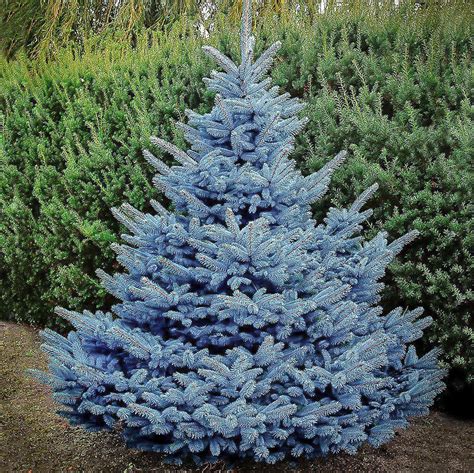 Baby Blue Spruce | Semi-Dwarf Evergreen Tree - PlantingTree