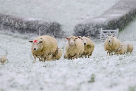 Met Office says Devon and Cornwall could see 'light snow' today