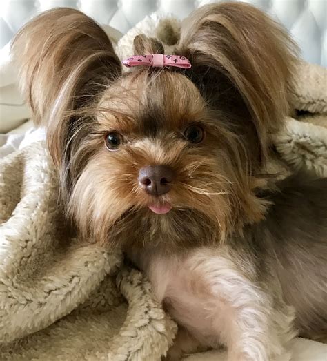 Cute Chocolate 🍫 Yorkie 🐶🤗🐾🐾🐾🐾🐾🐾🐾🐾🐾🐾🐾🐾🐾