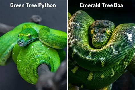 Green Tree Python Vs Emerald Tree Boa (6 Differences) - ReptileHow.com