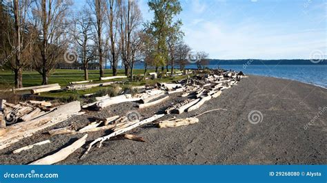 Driftwood on Kayak Point Beach at Sunset Stock Photo - Image of beach, sunset: 29268080