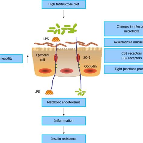 Influence of the intestinal microbiota in promoting gut permeability ...