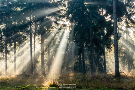 Sunlight In The Forest - | Nature photography, Forest photos, Forest