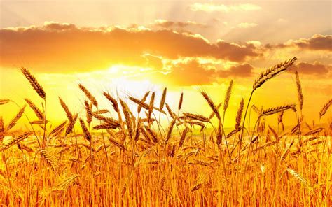 Download Wheat Field Under A Golden Sky Wallpaper | Wallpapers.com