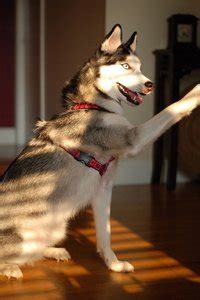 Siberian Husky Training Tips | HealthGuidance