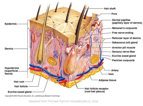 Hair Follicle Structure And Function