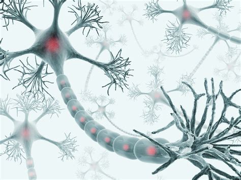 Understanding Neurons' Role in the Nervous System