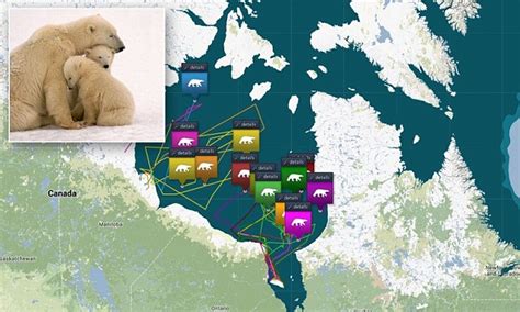 Follow polar bears from the warmth of your armchair: Tracking website lets you watch migration ...