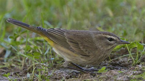 Palm Warbler | San Diego Bird Spot