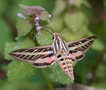 Sphingid Moth thumb - Protecting the New Jersey Pinelands and Pine ...