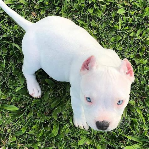 give a name for this white puppy?... give a name for this white puppy? follow@pitbullslovers01 ...