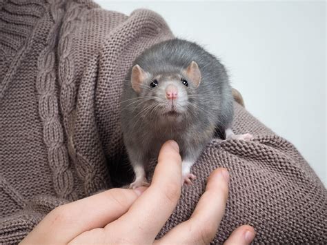 Mice vs. Rats as pets. Which one is the one for you? | Small Pet Select