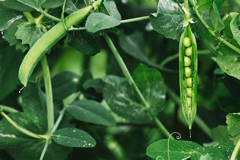 When to Plant Peas » Yes, Timing Matters