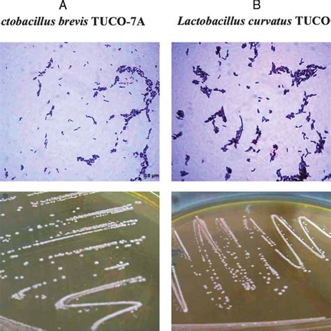 (PDF) Isolation of lactic acid bacteria from swine milk and ...