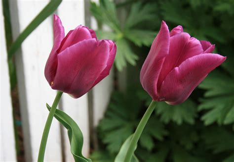 purple tulips 6 | Photos of my garden taken on May 13th, 201… | Flickr