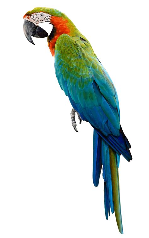 Parrot PNG by LG-Design on DeviantArt