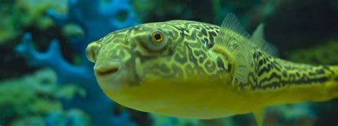 FreshWater Puffer Care - Michael's Happy Fish