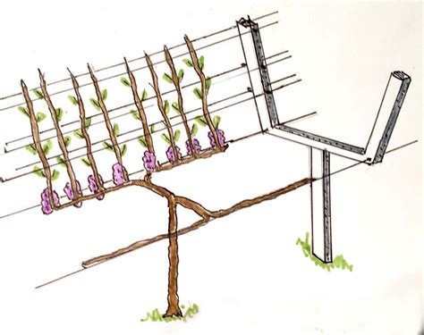 Grape Trellis Systems - The Total Wine System | Grape trellis, Trellis system, Grape vine trellis