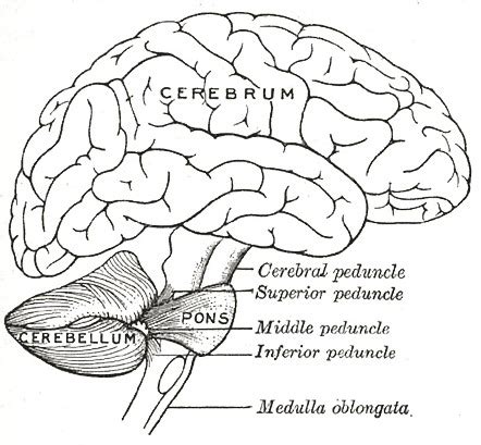 Inferior Cerebellar Peduncle Cross Section