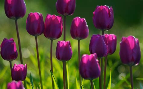 Spring Purple Flowers - Wallpaper, High Definition, High Quality, Widescreen