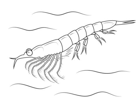 Northern Krill coloring page | Free Printable Coloring Pages