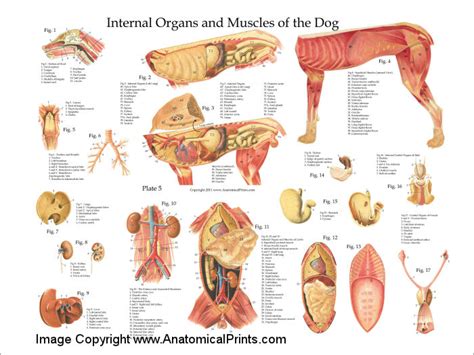 Dog Internal Anatomy Poster