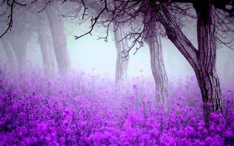 Fantastic Purple Flowers wallpaper | 1920x1200 | #22822