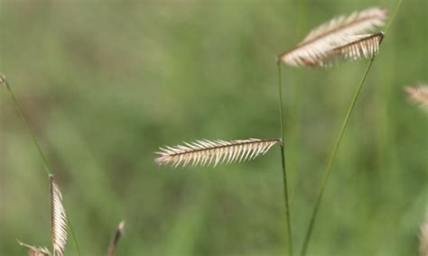 Blue Grama Grass: Drought-Tolerant Native Turf - Epic Gardening