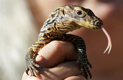 Komodo Dragons may hold the key to fighting infections - AIVAnet