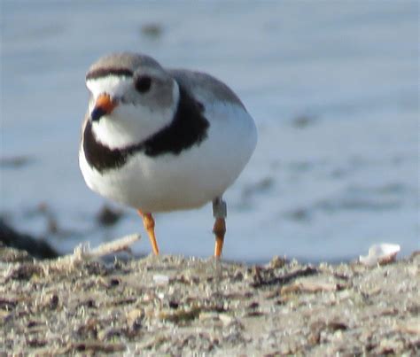 Bird & Travel Photos, Birding Sites, Bird Information: BREEDING MALE PIPING PLOVER, PRESQU'ILE ...