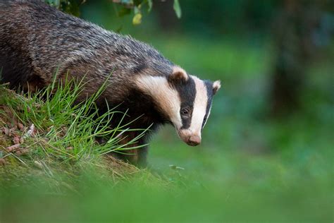 How to Find and Photograph British Mammals - Nature TTL