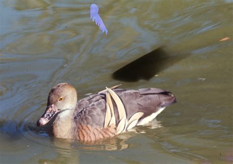 Plumed Whistling-Duck | BIRDS in BACKYARDS