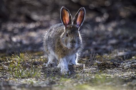 Snowshoe Hare Profile, Fur, Color, Traits, Facts, Feet, Habitat - Mammal Age