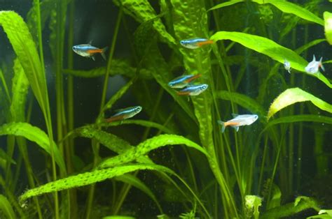 White Cloud Mountain Minnow: The Complete Care And Breeding Guide - Fishkeepingfans.com