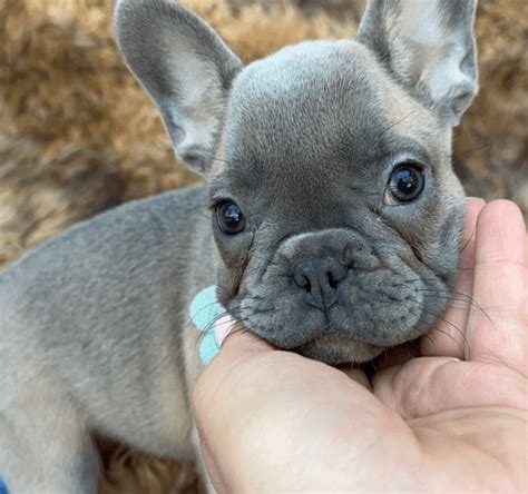 Dancer | Blue Fawn French Bulldog Female | Adopted - The French Bulldog ...