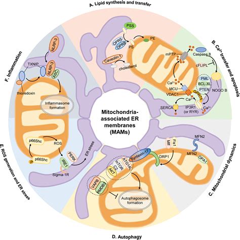 Frontiers | Mitochondria-Associated Endoplasmic Reticulum Membranes in Cardiovascular Diseases