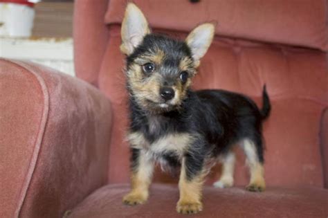 Fiery Furballs: A Look at the Yorkie Chihuahua Mix | HerePup!