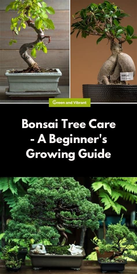 Bonsai Trees for Sale - Buying & Growing Guide - Trees.com | Bonsai tree care, Bonsai tree ...