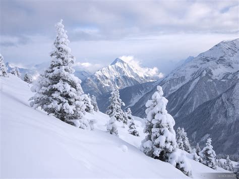 Snowy Trees in Mayrhofen | Mayrhofen, Austria | Mountain Photography by ...