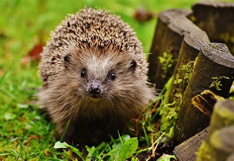 100+ Funny And Hilarious Hedgehog Names