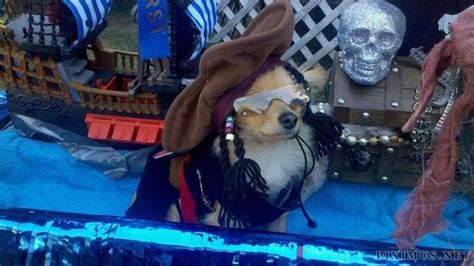 Incredible Dog Costumes Inspired by the Movies | Animals