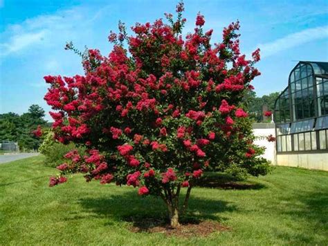 Flowering Trees