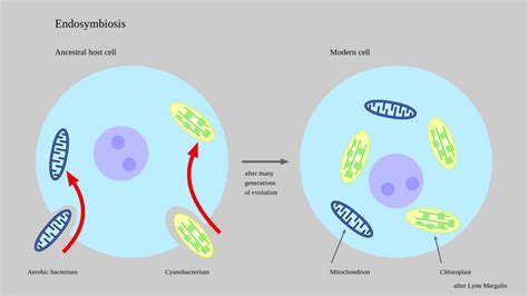 What Is The Endosymbiotic Theory Simple