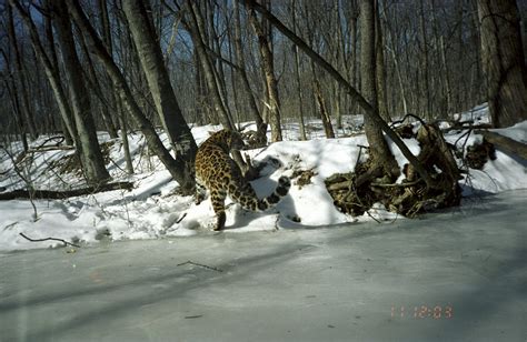 Amur leopard wild photos - WildCats Conservation Alliance