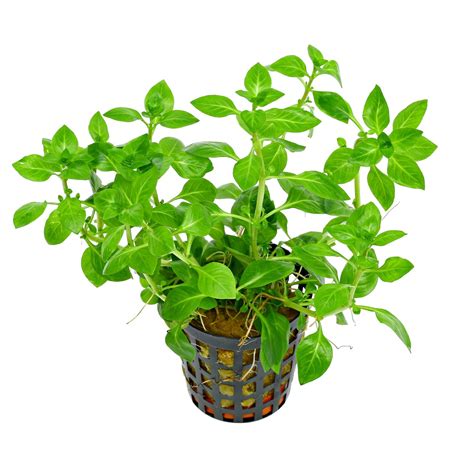 Ludwigia palustris "Green" - Pot | Aquasabi - Aquascaping Shop