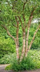 Betula albosinensis Fascination or Chinese Red Birch Tree