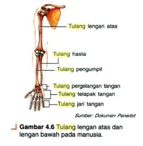 Mengenal Sendi Peluru Dan Penjelasan Lengkapnya Varia Katadata Co Id - Riset