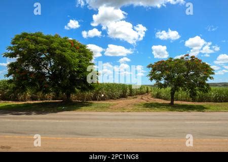 Trees and sugar cane field at Mhlume on Swaziland Stock Photo - Alamy