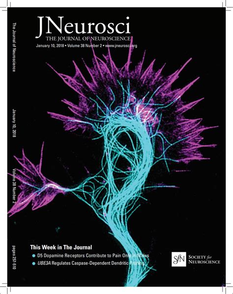 Biswas and Kalil Illustrate the Cover of the Journal of Neuroscience ...